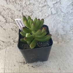 2 Inch Pot Succulent Plant - Sedum Rubrotinctum Aurora - Pink Jelly Beans - Rooted & y Plant Drought Resistant -🪴Baby Shower Wedding Favors 