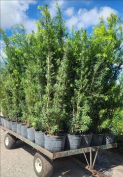 Huge Podocarpus  5 feet tall!!!   Instant privacy hedge