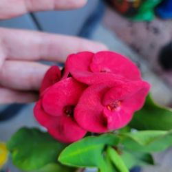 Euphorbia Milli Crown Of Thorns Large Flowers (Red Wine) Corona De Cristo Flor Grande (Rojo Vino) 