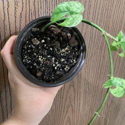 Epipremnum Pinnatum Marble 