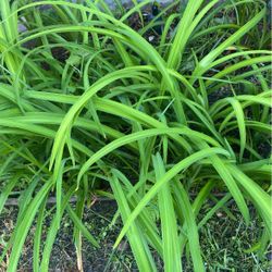 Day Lilies 