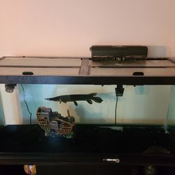 75 Gallon Aquarium, Stand, and Occupant for Free (Spotted Gar)