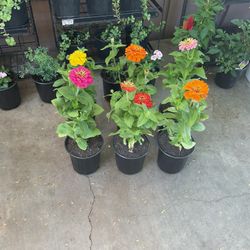 Zinnia Plants