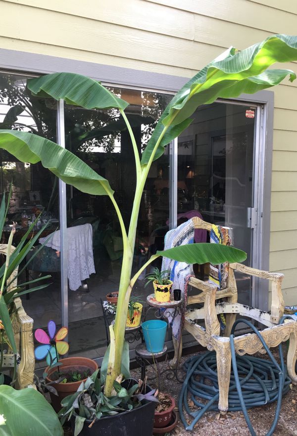Banana Trees for Sale in Houston, TX OfferUp