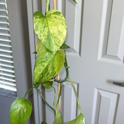 Jessenia Pothos