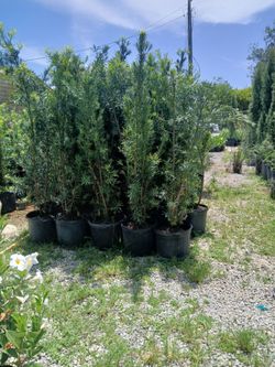 Podocarpus privacy hedges on sale