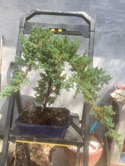 Bonsai Japanese Garden Juniper in blue bonsai pot $110 each