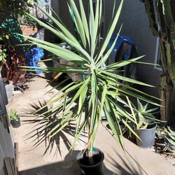 Large Yucca