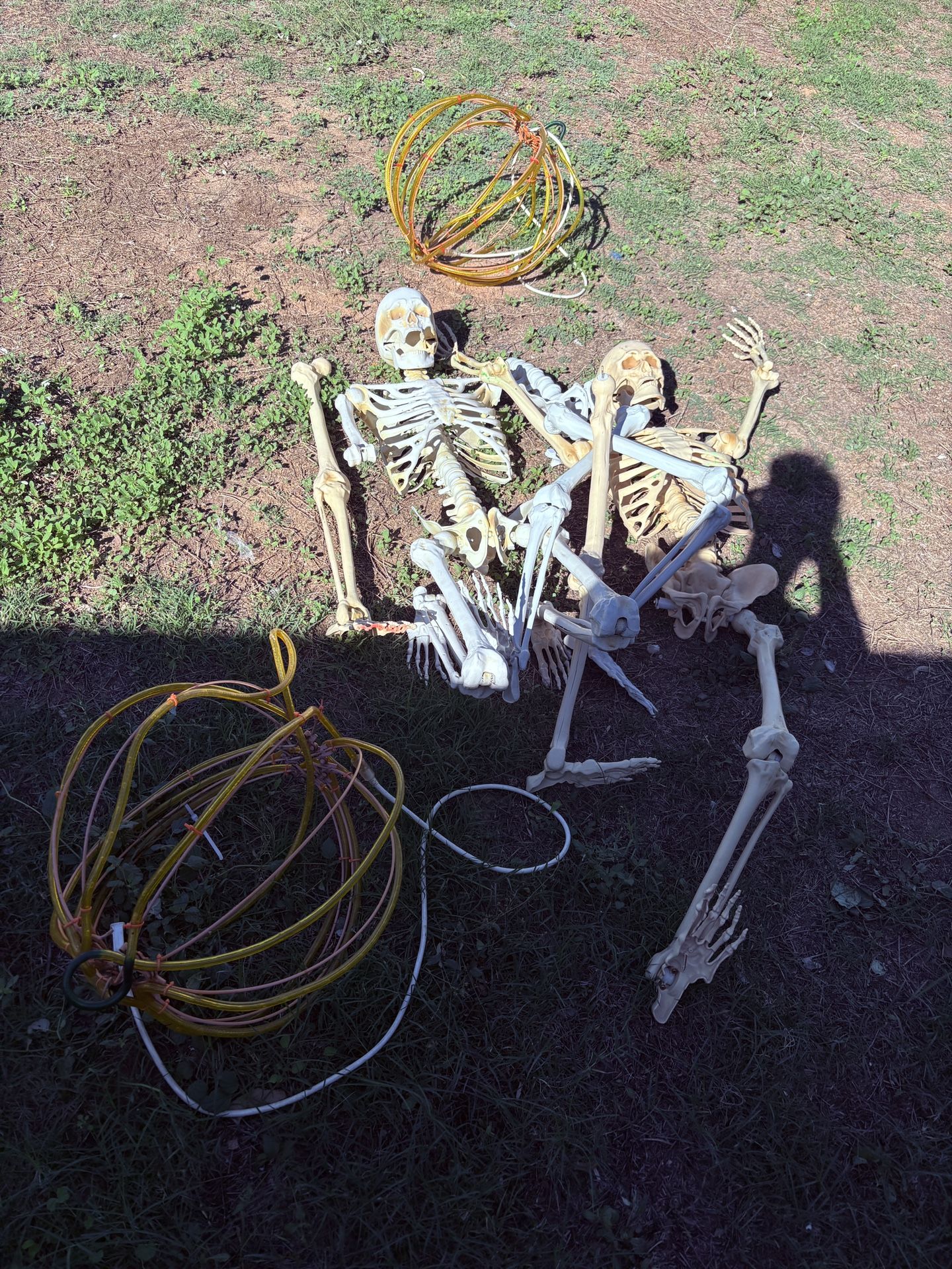 Skeletons And Pumpkins 