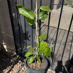 Rare Taiwan Long Himalayan Mulberry 