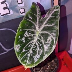 Ivory Coast Alocasia