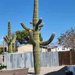 Large and Heavy Saguaro Cactus
