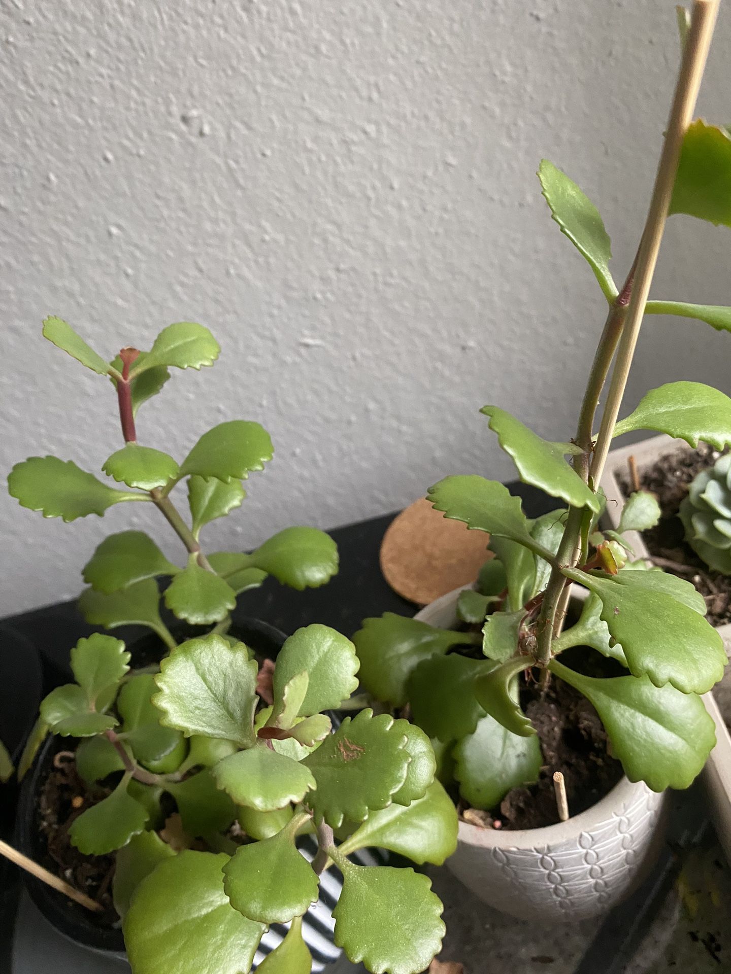 Assorted Poland’s And Succulents