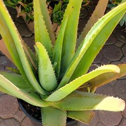 Potted Aloe Vera Plants
