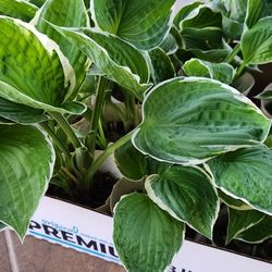 Hosta Perennial Landscaping Plants 