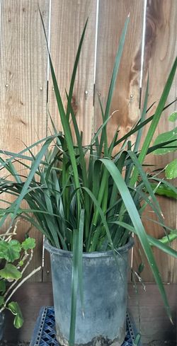 White African Iris Flower Plant