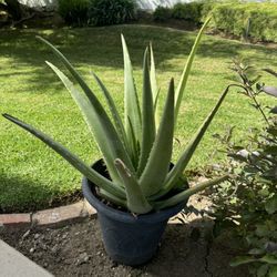 Organic Aloe Vera Plants