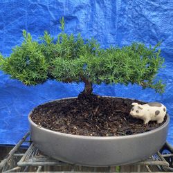 Bonsai Plant For Sale $50 Each