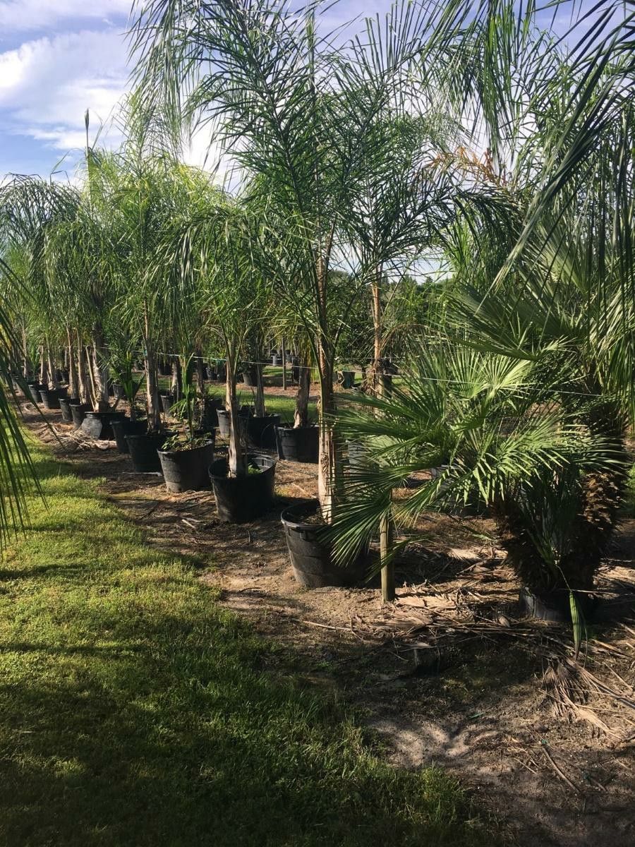 Palm trees delivered and planted. 15 foot tall