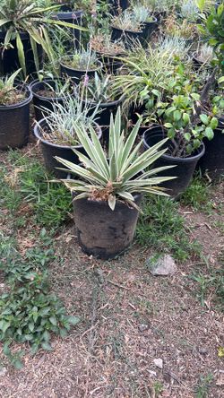 Caribbean Agave