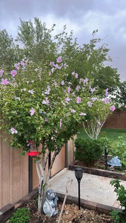 Hibiscus Rose Of Sharon