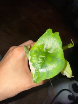 Alocasia Simpo Albo