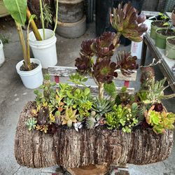 Succulents Arrangements En Tronko