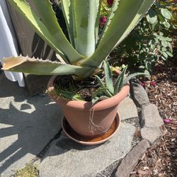 Agave Plants