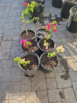 Buganvilia Plant