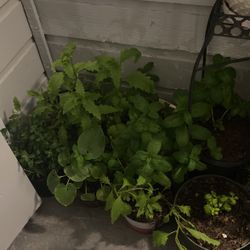 Plantas 