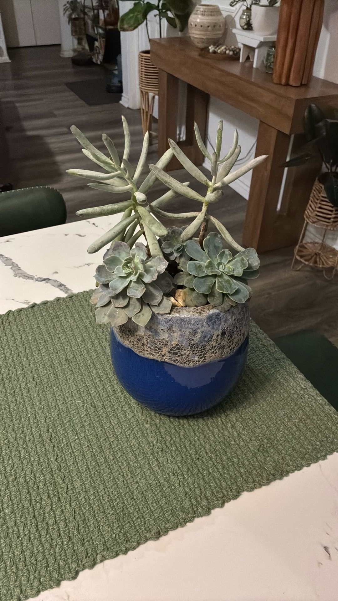 Potted Succulent