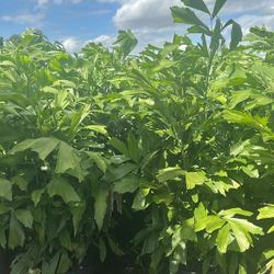 Fishtail Palms Over 5 Feet Tall Instant Privacy Hedge For Fence 