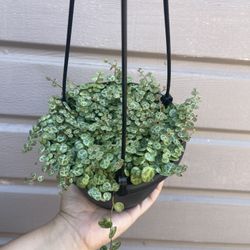 6” String Of Turtles Full Pot 