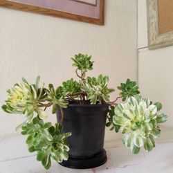 Well-rooted fresh potted plants