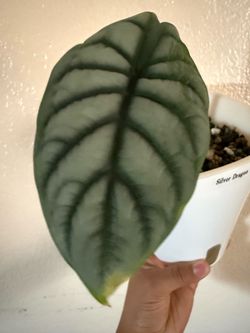Silver Dragon Alocasia
