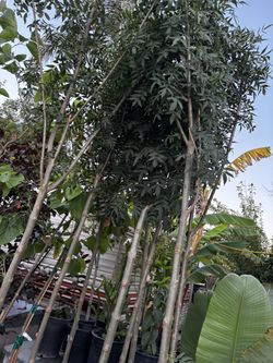Very Tall Raywood Ash Trees