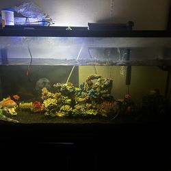 60 Gallon Fish Tank  With Stand