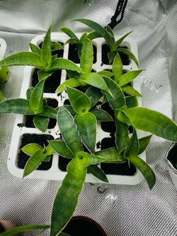 Snake plant seedlings
