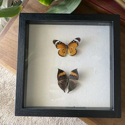 Real Butterfly Framed 