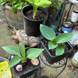 hostas ($20 for the 3)