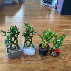 Lucky Tree $25 Each