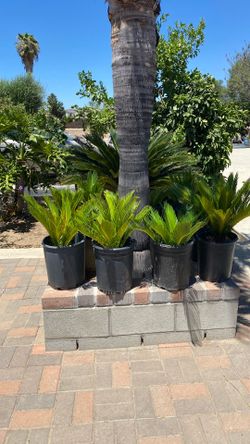 SAGO PALMS
