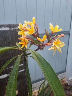 Plumeria