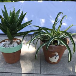 A tiger tooth aloe & spider plant in small terracotta pots 