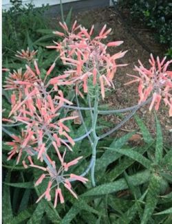 Aloe Vera Plants