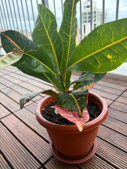 Home plant