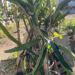 Dragon Fruit Plants. 