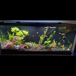 75 Gallon Aquarium