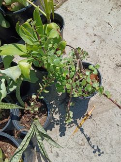 Plants for Sale: Palm Tree, Succulents