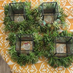 Glass Succulent Votive Holders (4) 